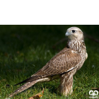 گونه بالابان Saker Falcon